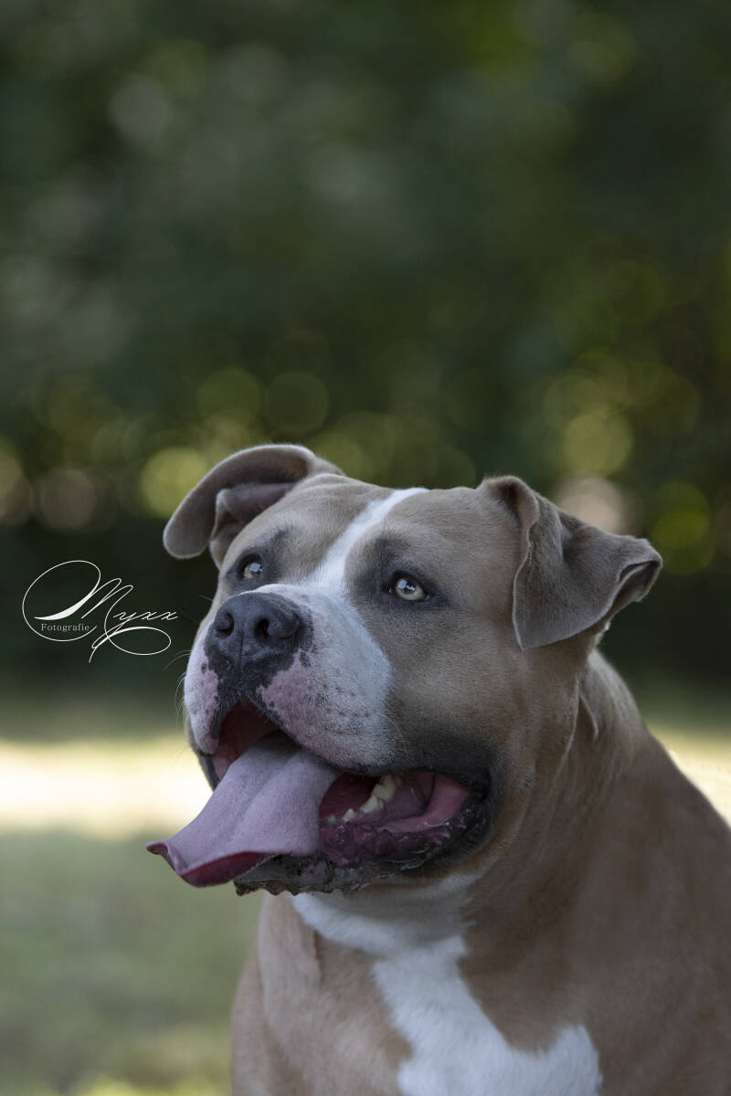 American Bully XL