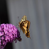 img_2963.jpg