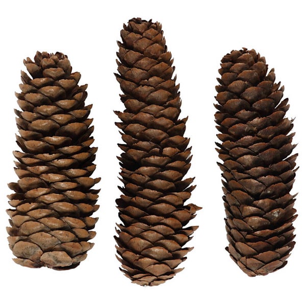 KEGEL DENNEAPPELS (doosje)