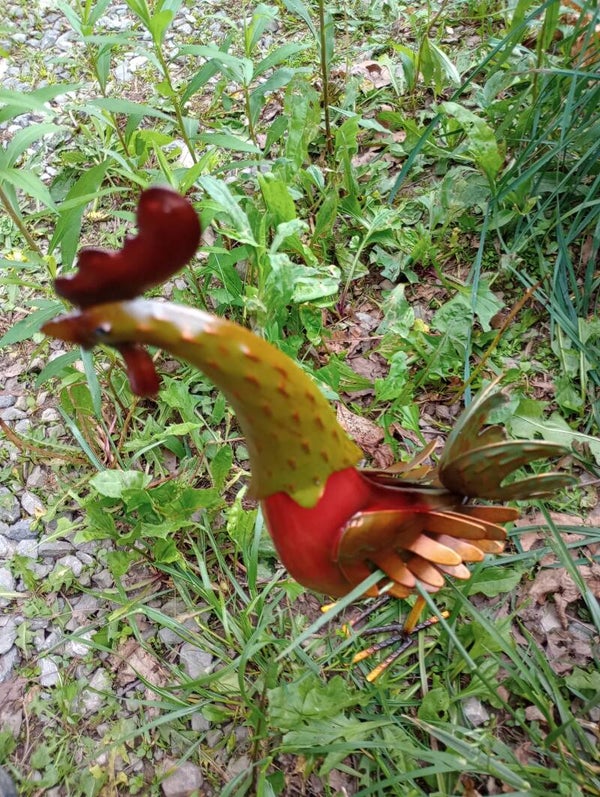 Vonessen Rooster