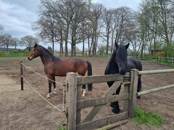 De Horsthoeve Broekland coach paarden
