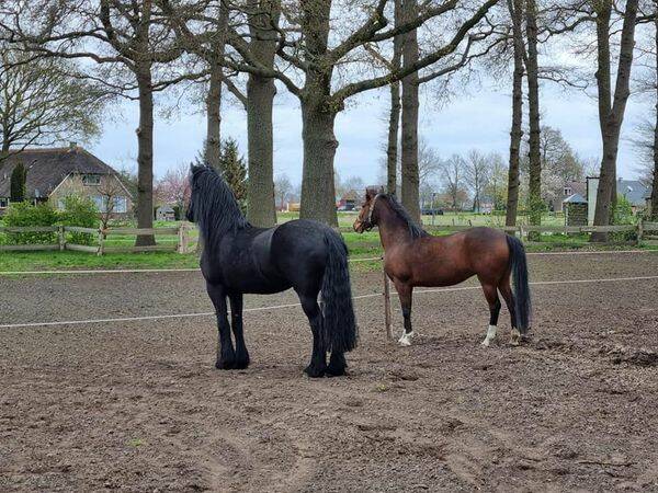 De Horsthoeve Broekland coach paarden