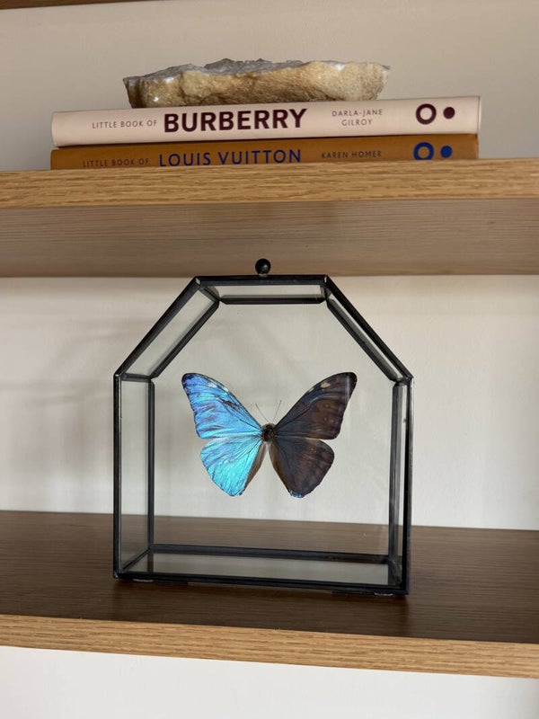 Vlinderkistje Morpho Adonis - Uniek en handgemaakt