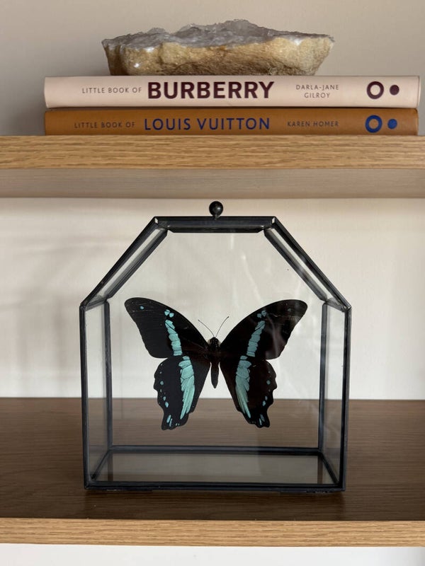Vlinderkistje met opgezette Papilio Nireus – Een stukje natuur in huis