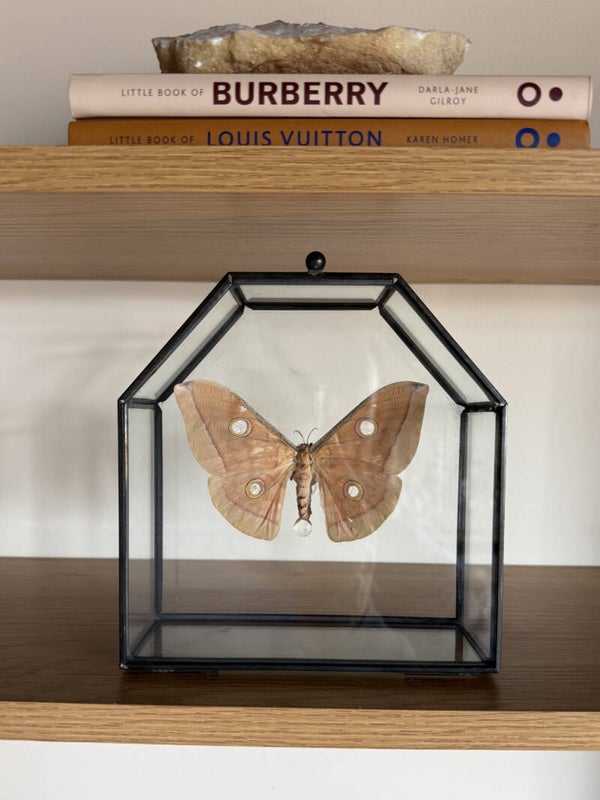 Vlinderkistje met opgezette Antheraea yamamai – Een stukje natuur in huis