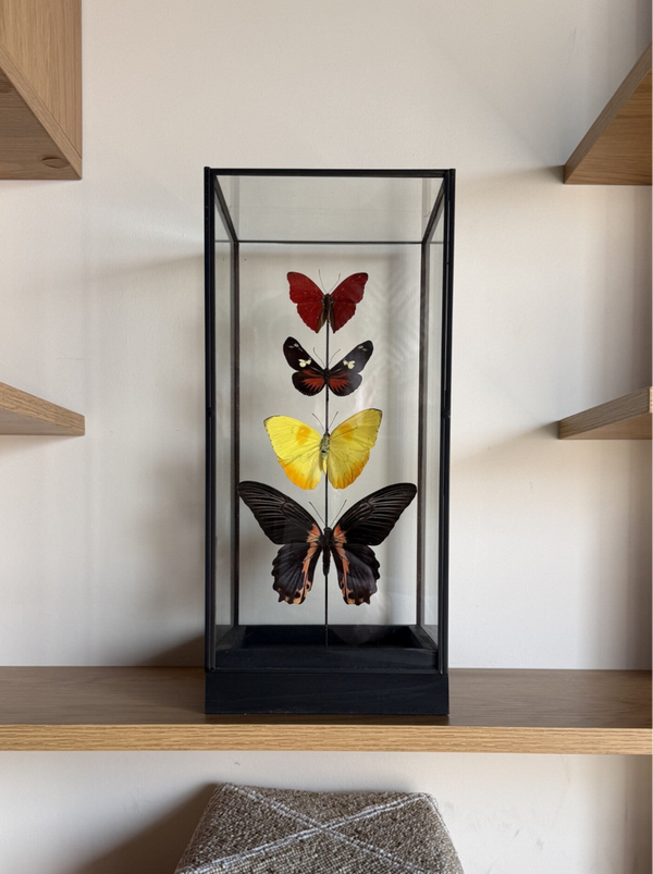 Vlinderstolp met Opgezette Vlinders – Luxe Woondecoratie in Glazen Vitrine (30 cm)