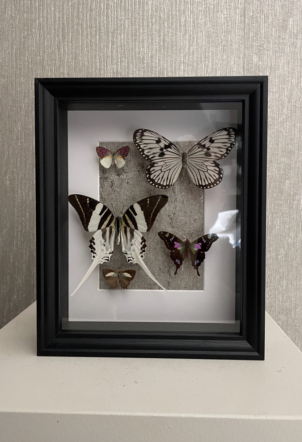Vlinderkunstwerk in Lijst – Tijdloze Natuurlijke Schoonheid