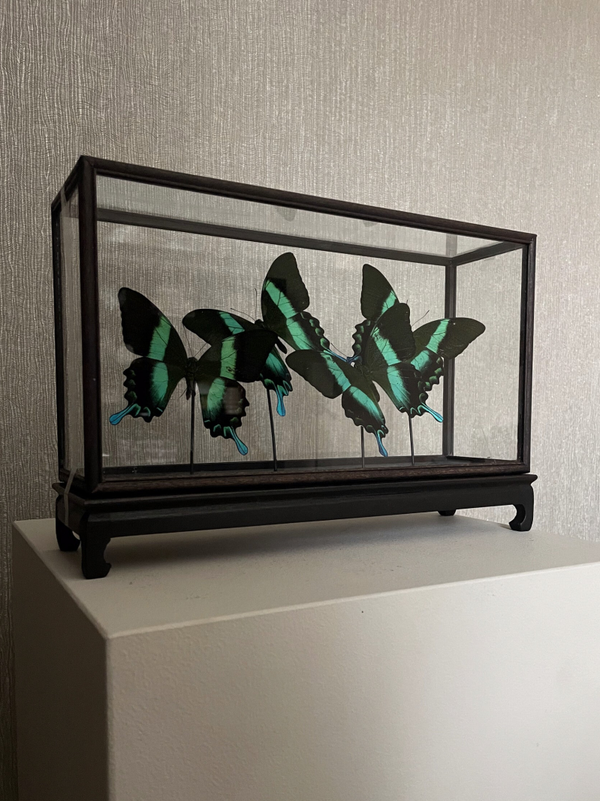 Showcase Asia – Vlinders Papillio Blumei