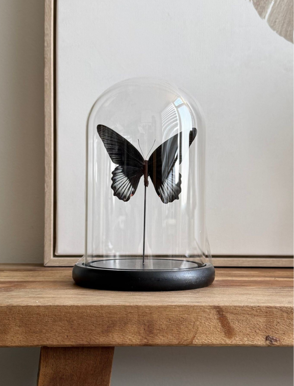 Handgemaakte vlinderstolp Papillio Rumanzovia