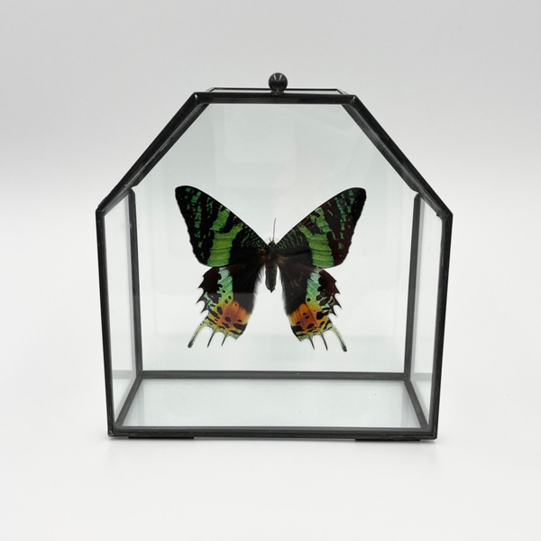 Vlinderkistje Urania Ripheus