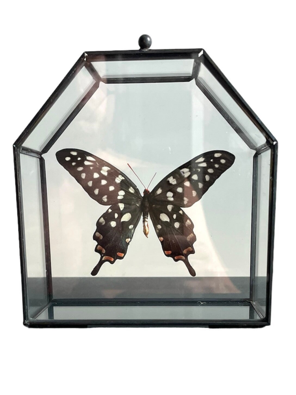 Vlinderkistje Papilio Antenor