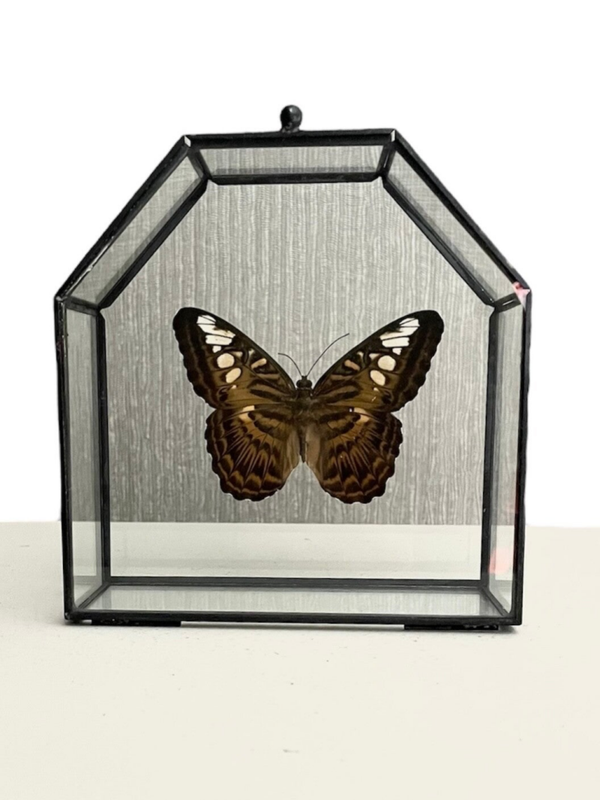 Vlinderkistje Parthenos Sylvia – Handgemaakt Vlinderkistje
