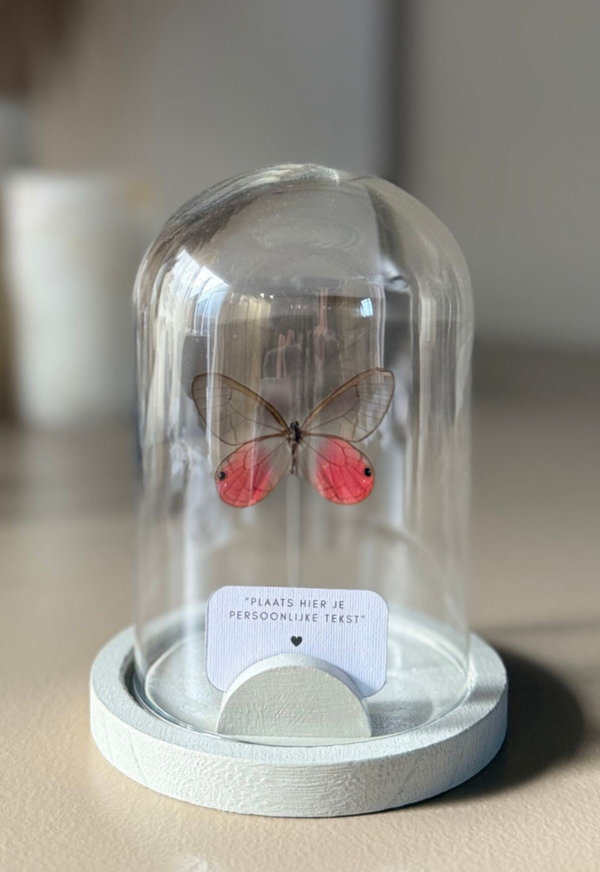 Vlinderstolp Cithaerias Mirolina – Persoonlijk & Uniek Cadeau