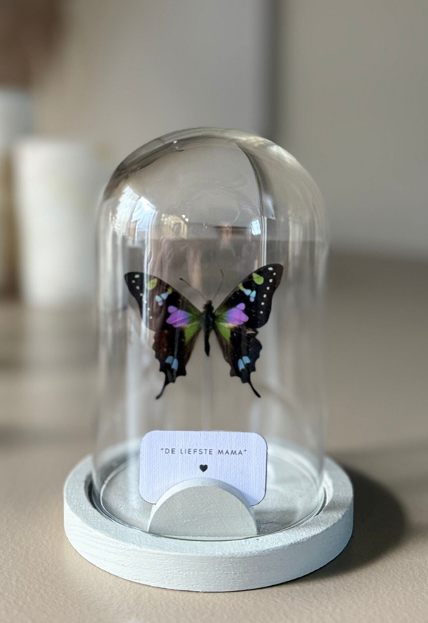 Vlinderstolp Graphium Weiskei  – Persoonlijk & Uniek Cadeau