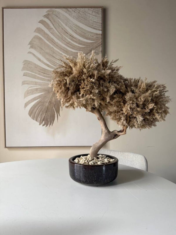 Bonsai Pampasboom – Handgemaakt – 57 cm – Inclusief Pot