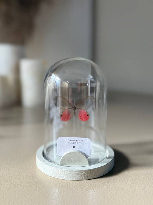 Vlinderstolp Cithaerias Mirolina – Persoonlijk & Uniek Cadeau