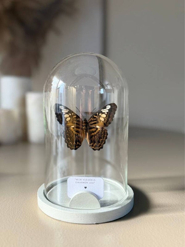 Vlinderstolp Parthenos Sylvia - Persoonlijk en uniek cadeau