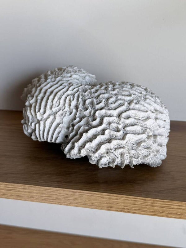 Versteend koraal – Unieke natuurlijke woondecoratie