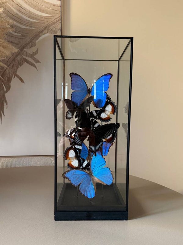 Exclusieve Vlinder Showcase – Morpho Didius & Hypolimnas Dexithea