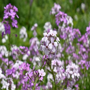 _dsc0003-standard.jpg