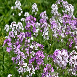 _dsc0009-2-standard.jpg