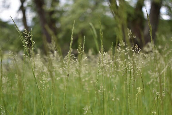Grass & Trees