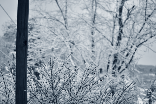 Snow Covered Stillness