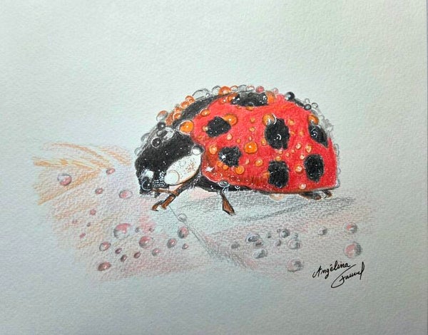 Coccinelle mouillée