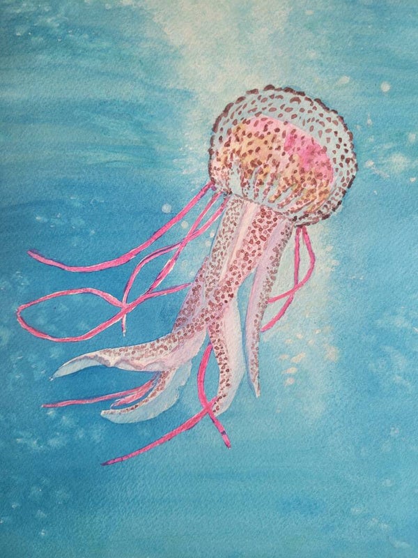 Méduses eau claire