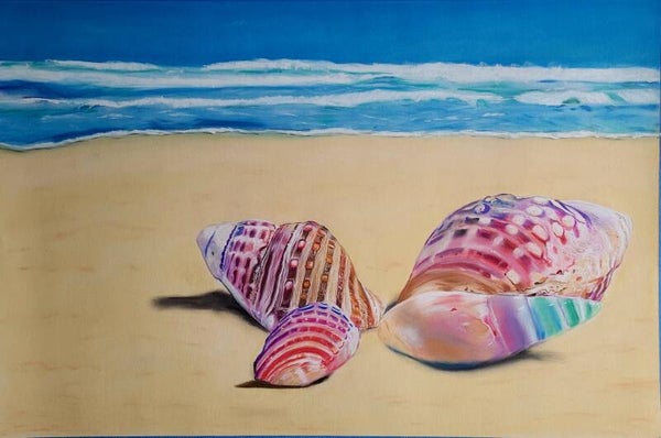 Beauté des coquillages