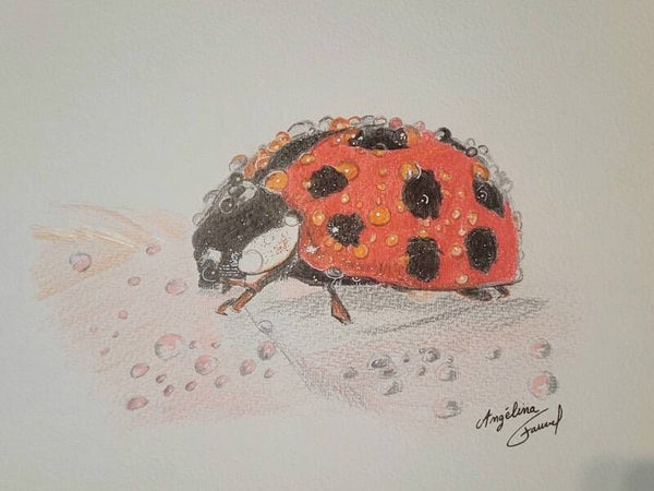 Coccinelle mouillé