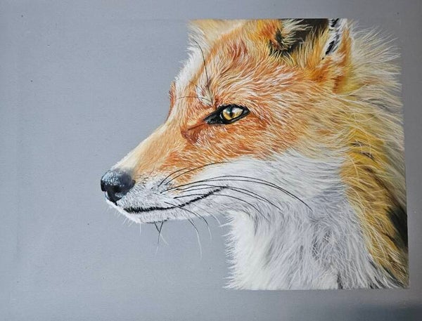 Le Renard roux