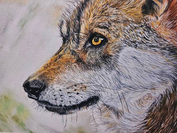 Le loup observateur (en préparation)