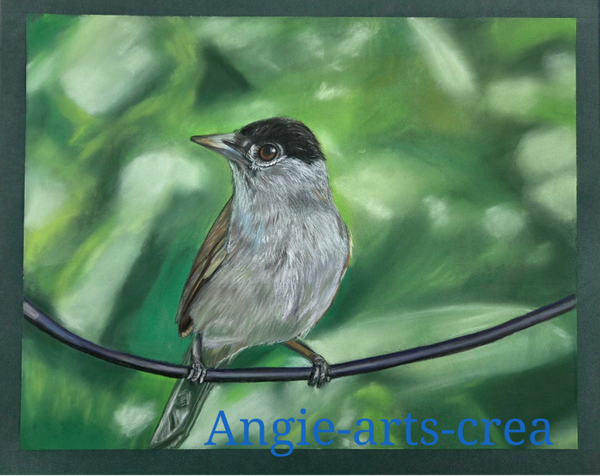 Fauvette à tête noire