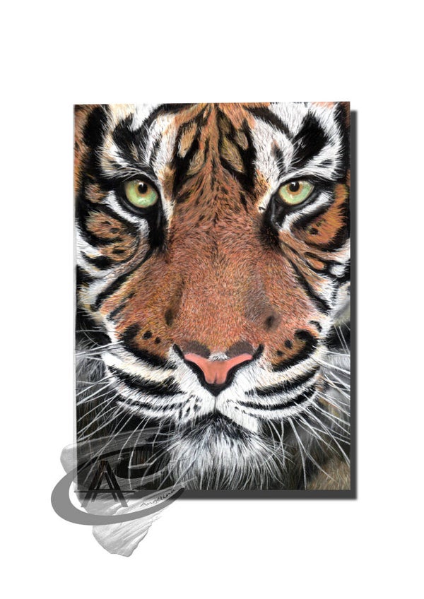 Tigre  pastel sec