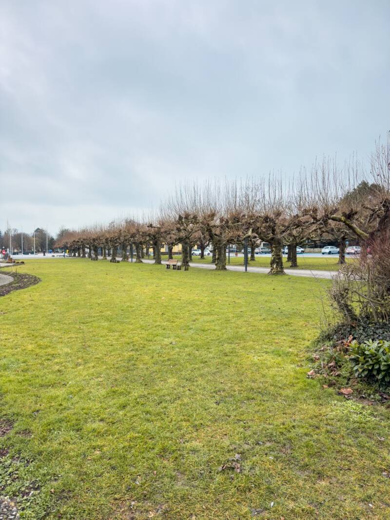 baeume-bodensee-kreuzlingen-standard-oorzfc.jpg