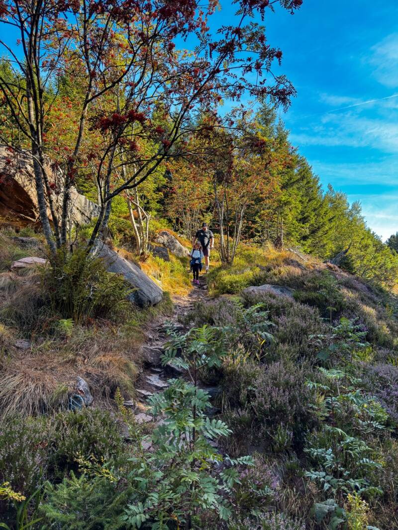 familie-wandern-im-schwarzwald-standard.jpg