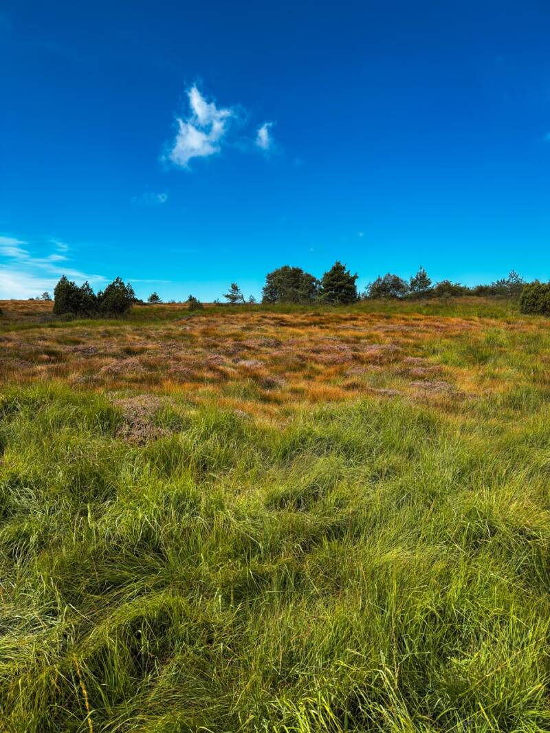 hornisgrinde-aussicht-nordschwarzwald-standard.jpg
