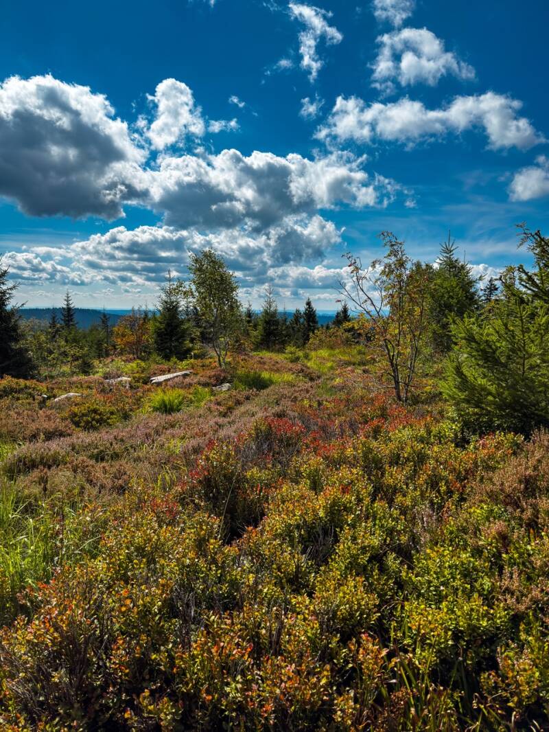 hornisgrinde-mit-kindern-schwarzwald-standard.jpg
