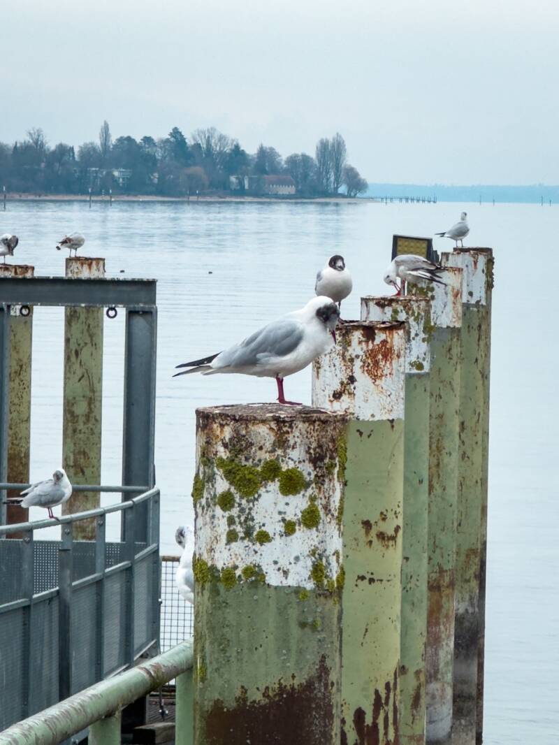 konstanz-im-februar-standard-8v0wy0.jpg