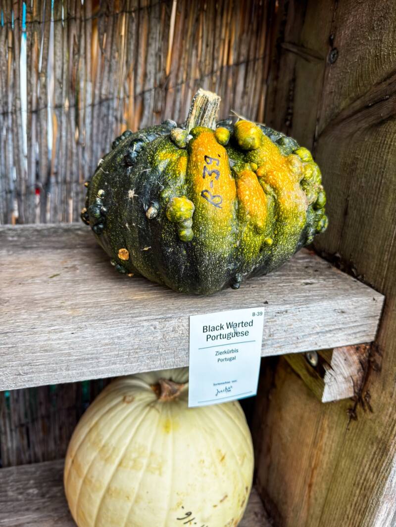 kuerbisse-herbst-bluehendes-barock-standard.jpg