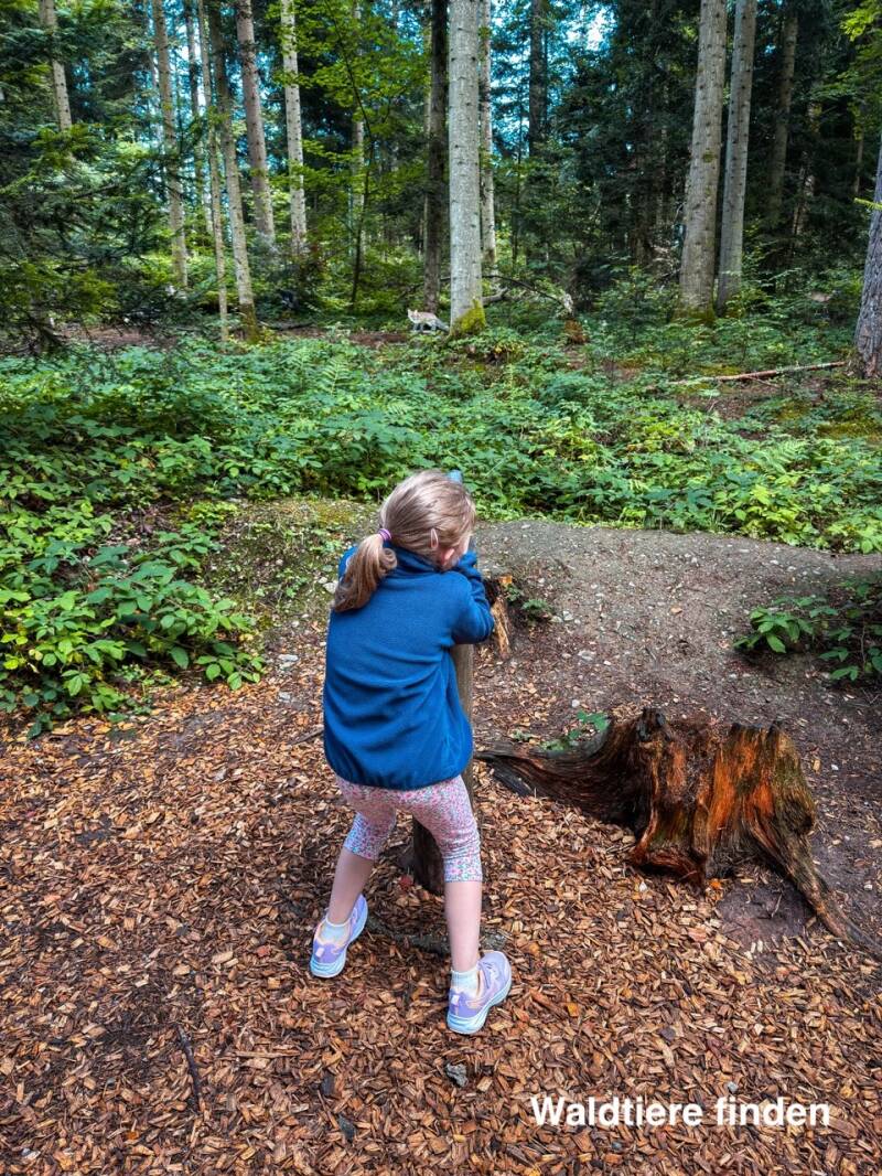 waldtiere-suchen-in-schoemberg-standard.jpg