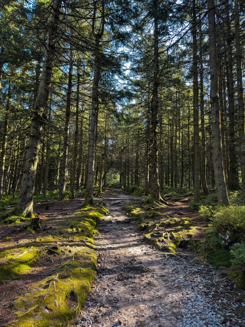 wandern-zum-mummelseeblick-standard.jpg