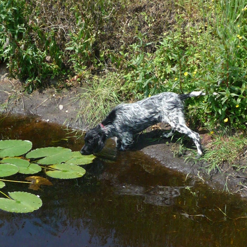 Panja vh Meekenesch mei 2012