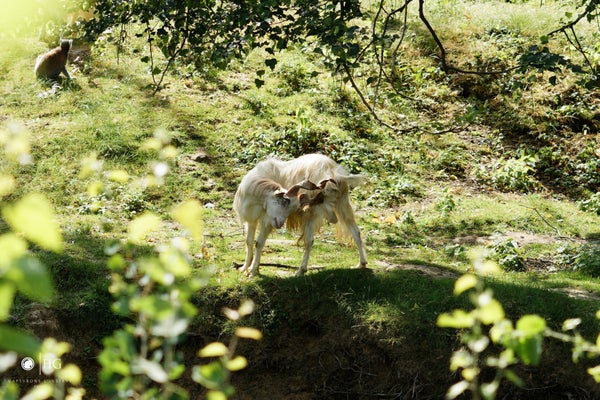 animaux1.jpg