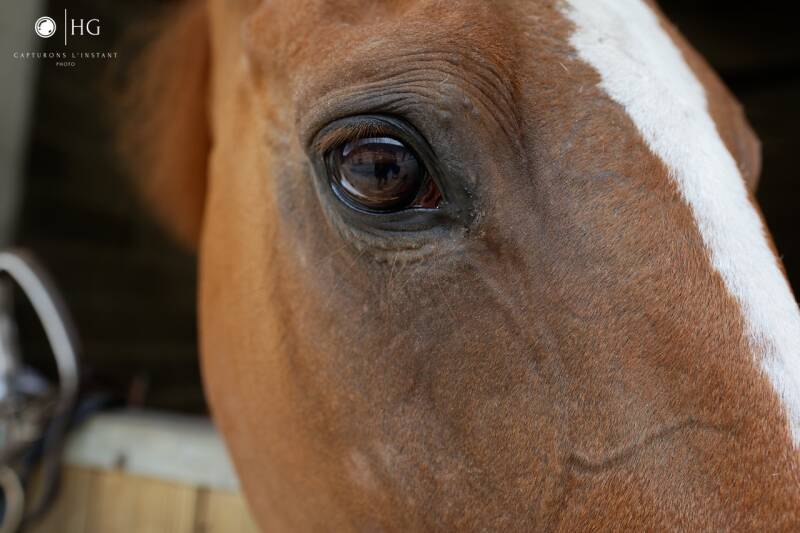 equitation07072022capturonslinstant5-grande.jpeg