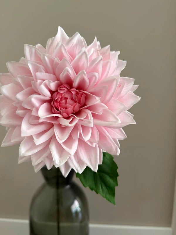 Dahlia