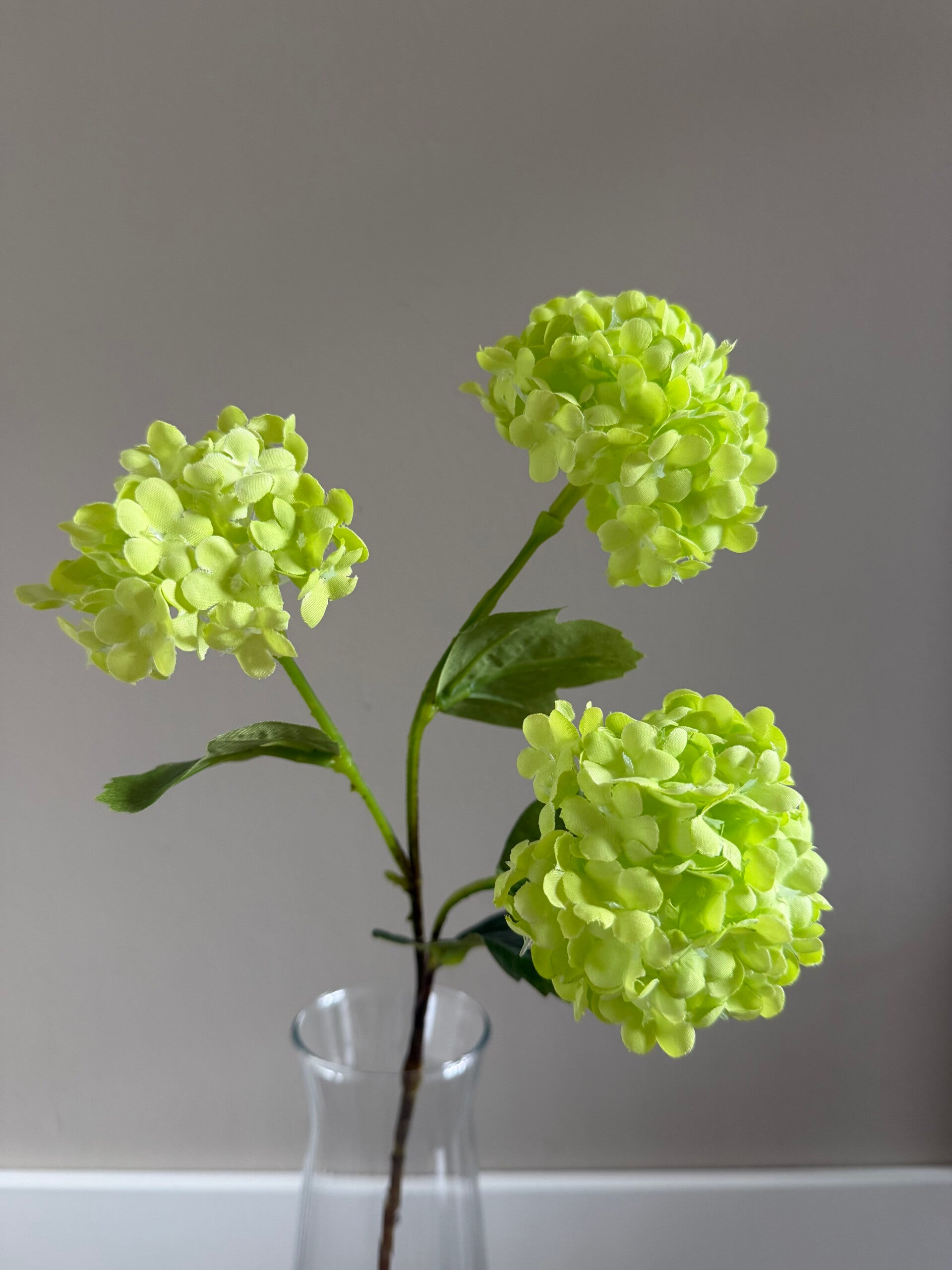 Viburnum