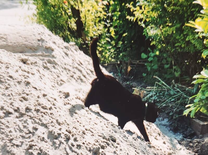 1993-06-071blacky.jpg