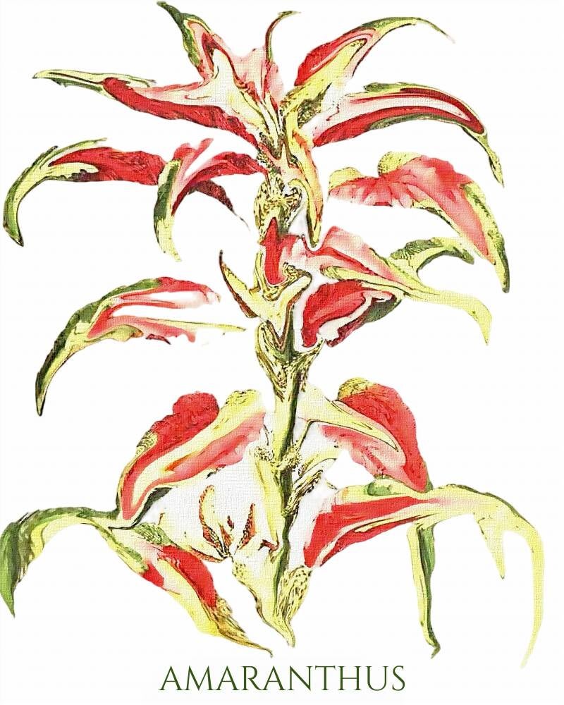 amaranthus-standard-0vrywo.jpg